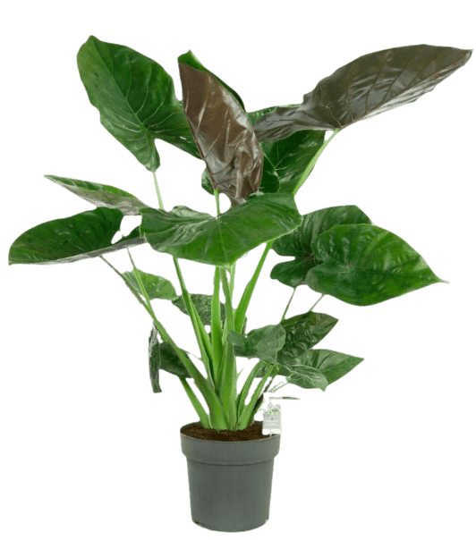 Alocasia Wentii