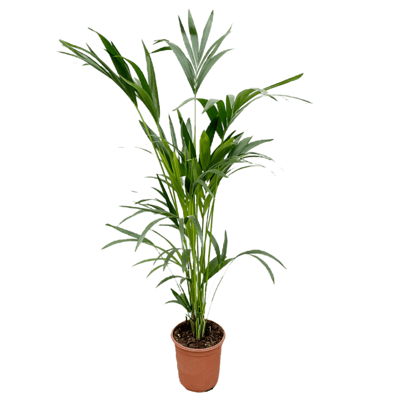 Kentia Howea Forsteriana