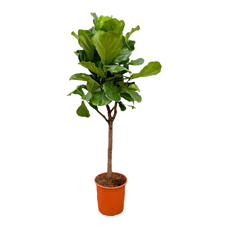 Ficus Lyrata