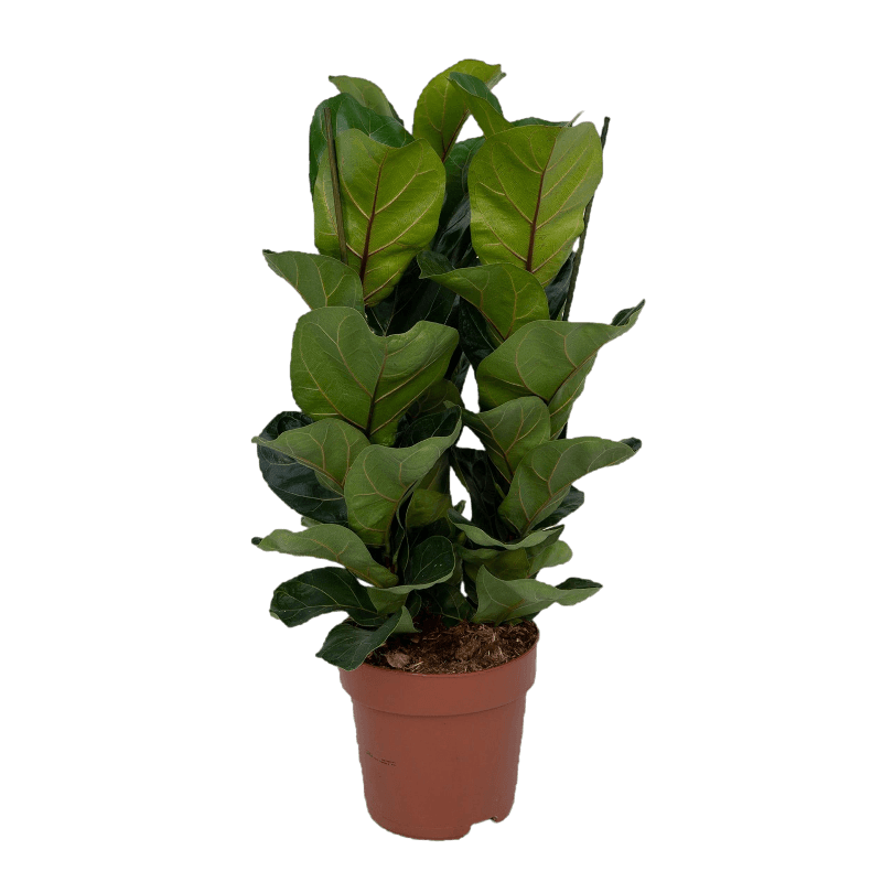 Ficus Lyrata Bambino