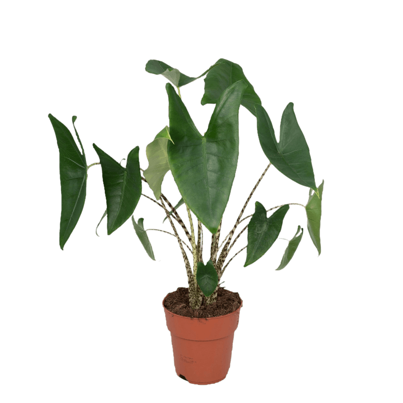 Alocasia Zebrina