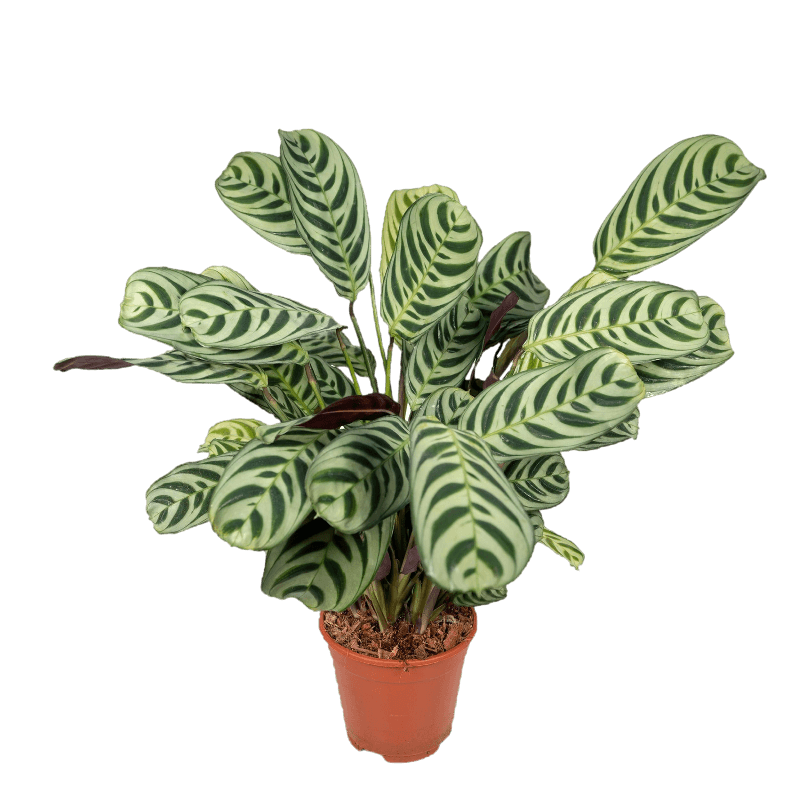 Ctenanthe Amabilis