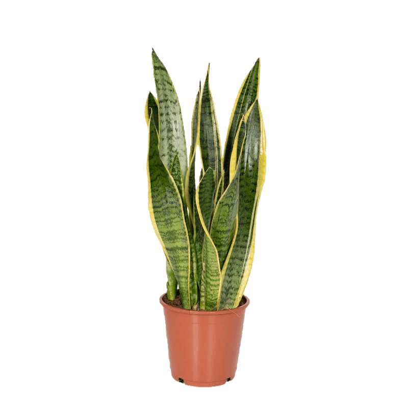 Sansevieria Laurentii