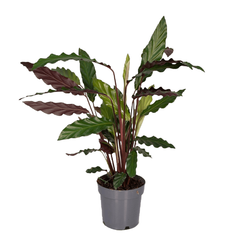 Calathea Rufibarba
