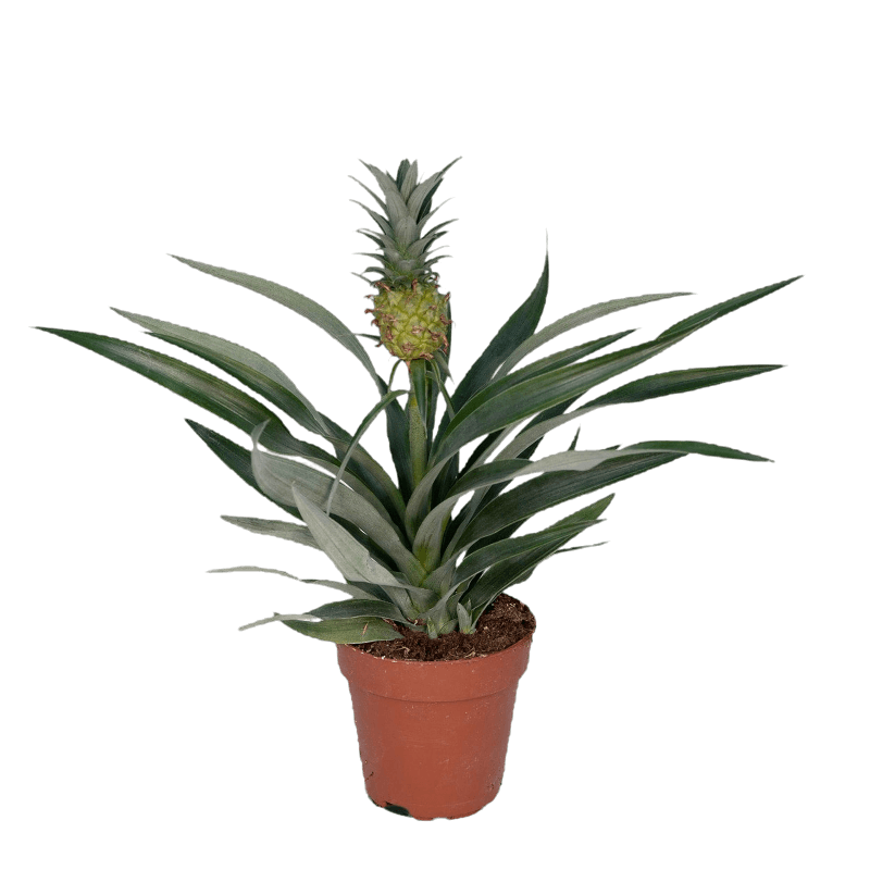 Bromelia Ananas