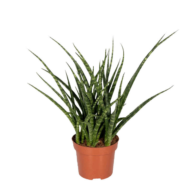 Sansevieria Fernwood Punk