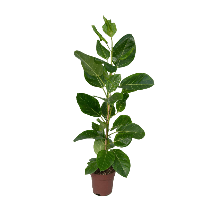 Ficus Altissima